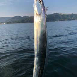 タチウオ