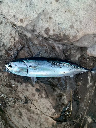 ソウダガツオの釣果