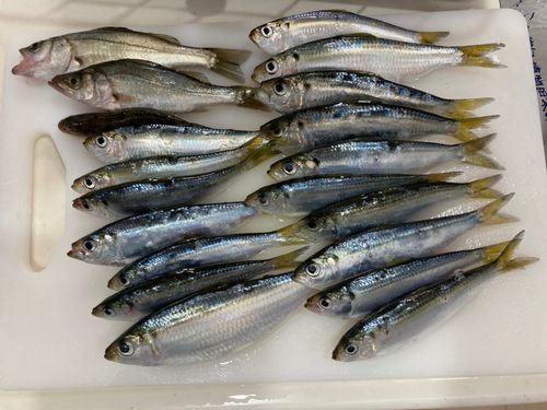 サッパの釣果