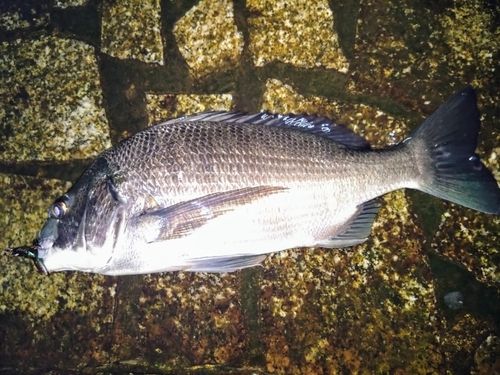 クロダイの釣果