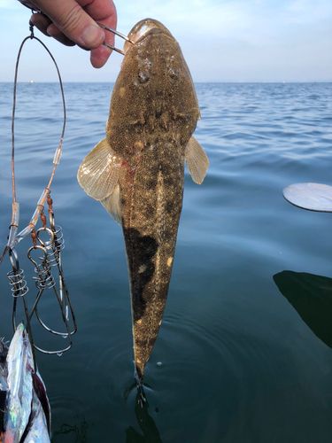 マゴチの釣果
