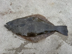 ヒラメの釣果