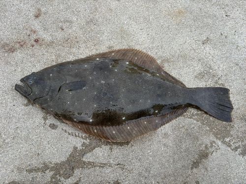 ヒラメの釣果