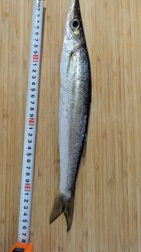 カマスの釣果