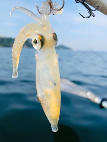 イカの釣果