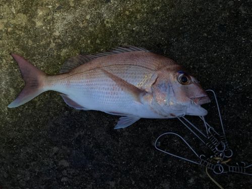マダイの釣果