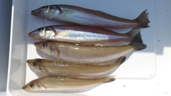 シロギスの釣果