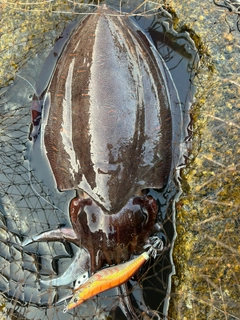 モンゴウイカの釣果