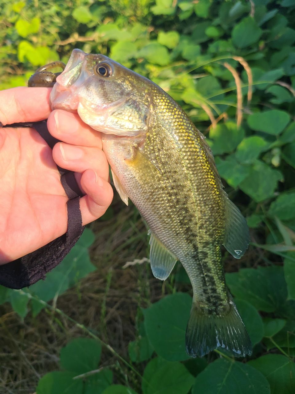 ラージマウスバス