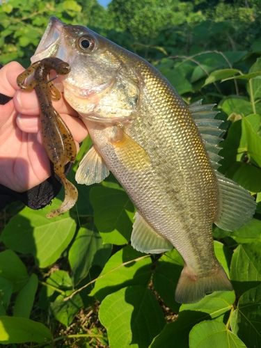 ラージマウスバスの釣果