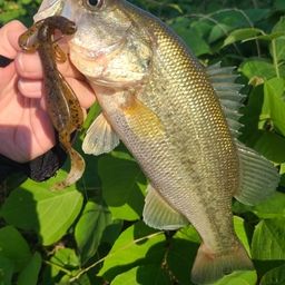 ラージマウスバス