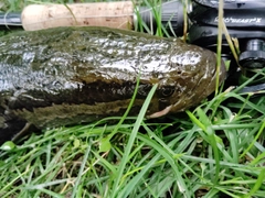 ライギョの釣果