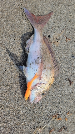 タイの釣果