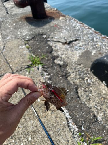 オオモンハタの釣果