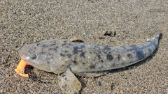 コチの釣果