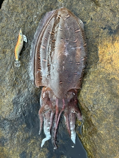 モンゴウイカの釣果