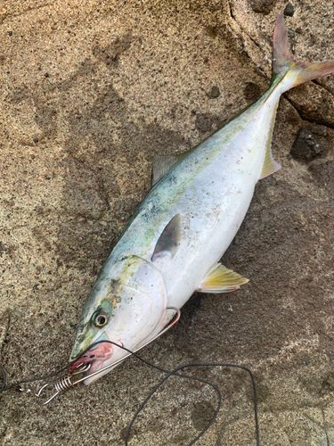 ハマチの釣果
