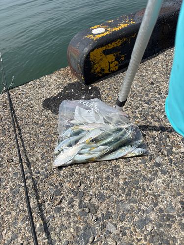 サッパの釣果