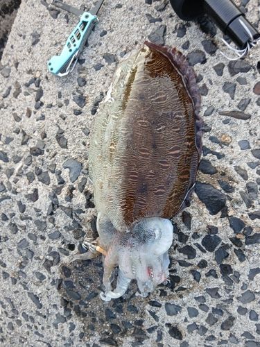 コウイカの釣果