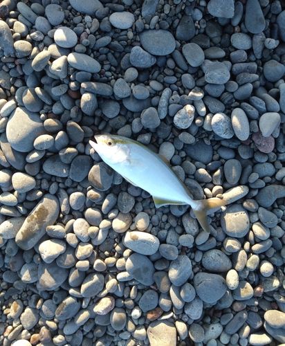ショゴの釣果
