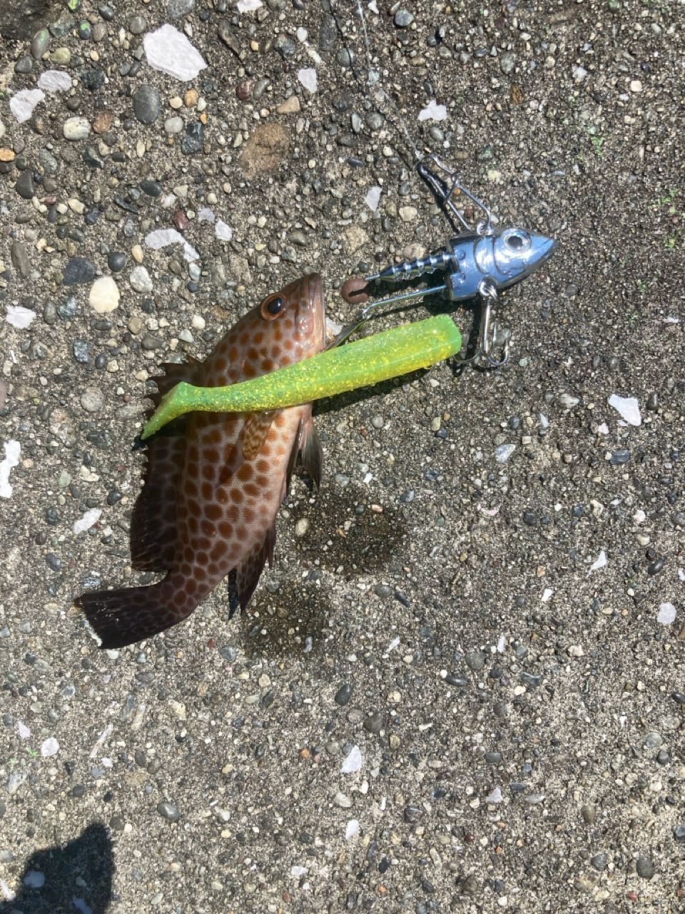 オオモンハタ