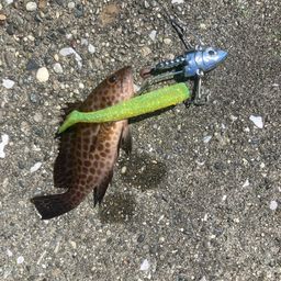 オオモンハタ