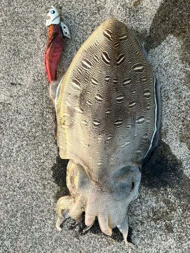 モンゴウイカの釣果