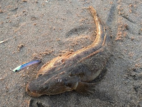 マゴチの釣果