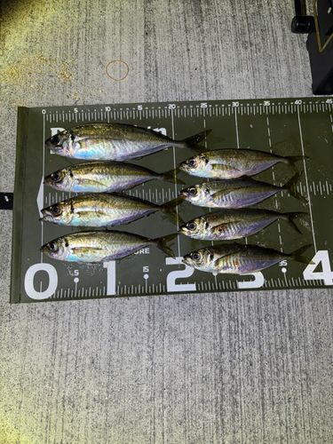 アジの釣果