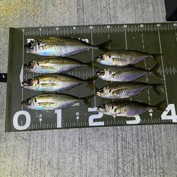 アジ