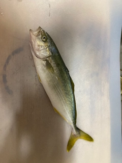 ワカシの釣果