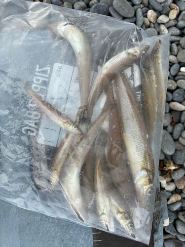 キスの釣果