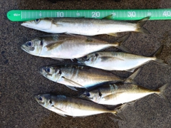 マアジの釣果