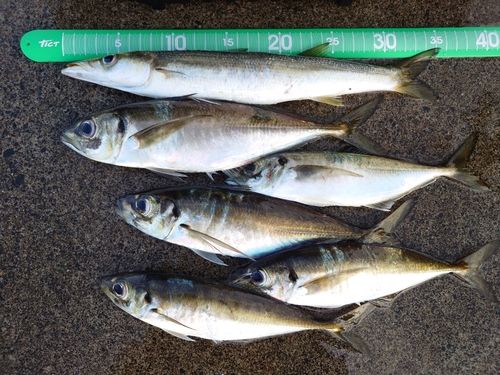 マアジの釣果