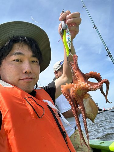 マダコの釣果