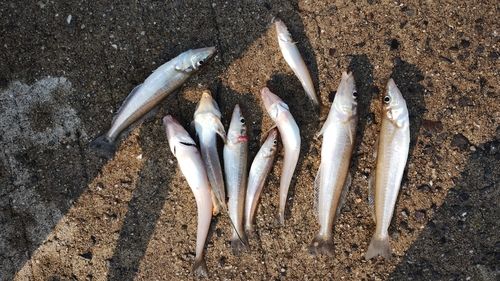 シロギスの釣果