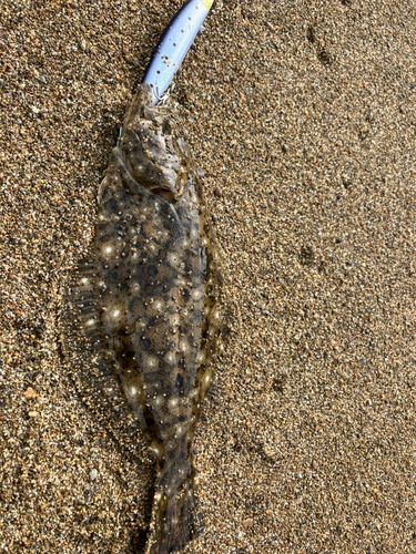 ソゲの釣果