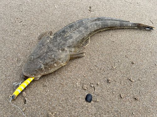マゴチの釣果