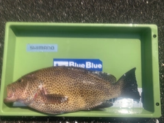 オオモンハタの釣果
