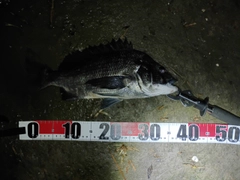 チヌの釣果
