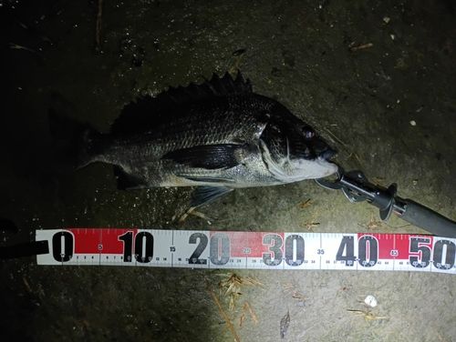チヌの釣果