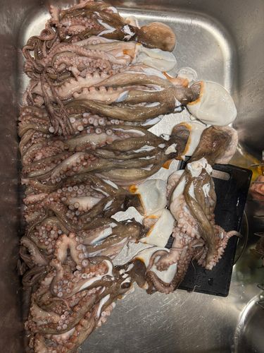 マダコの釣果