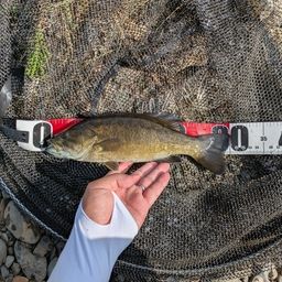 スモールマウスバス