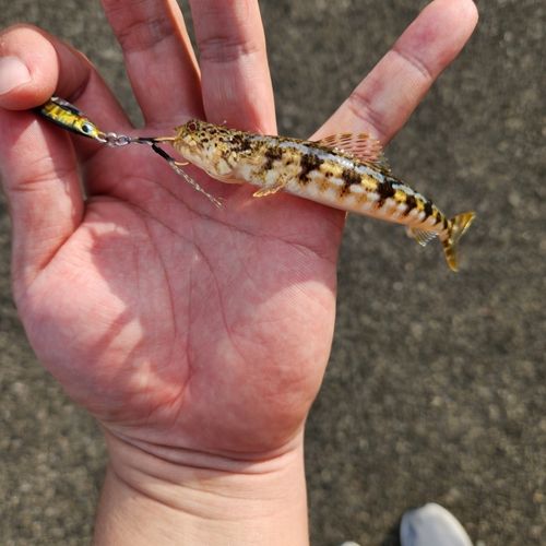 アカエソの釣果