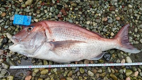 マダイの釣果