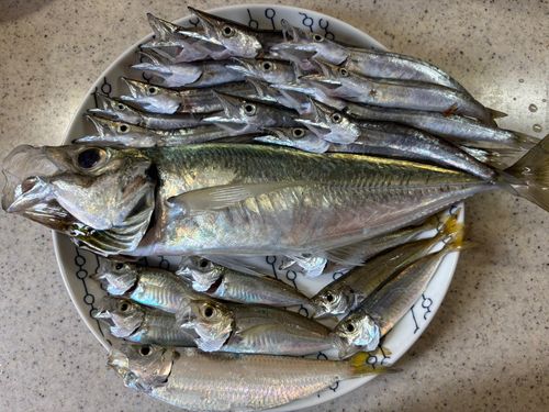 アジの釣果