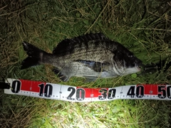 チヌの釣果