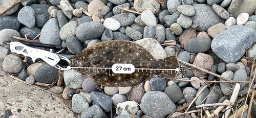 マゴチの釣果