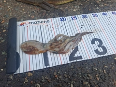 タコの釣果