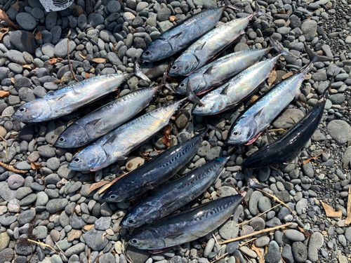 ソウダガツオの釣果